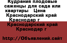 Кудрания-плодовые саженцы для сада или квартиры › Цена ­ 300 - Краснодарский край, Краснодар г.  »    . Краснодарский край,Краснодар г.